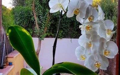 How I put together T.S. Eliot, Bill Watterson, my daughter and our happy orchid in a post.